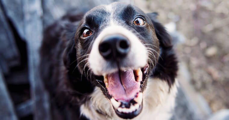 A happy dog